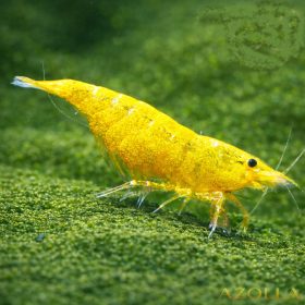 Arany garnéla (Neocaridina sp. gold)