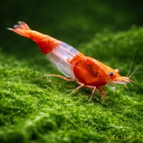 Red rili garnéla (Neocaridina sp. red rili)