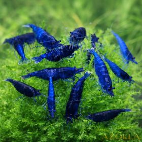 20 db Blue dream garnéla
