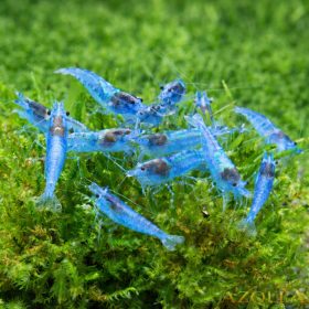 20 db Blue jelly garnéla 