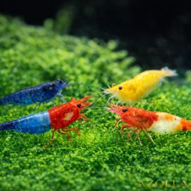   20 db különböző színű rili garnéla (Neocaridina sp. rili)