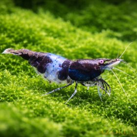   Kék rili garnéla - Blue dream rili (Neocaridina sp. blue rili)