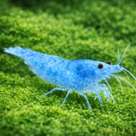   Kék zselé garnéla - Blue jelly garnéla ( Neocaridina sp.)