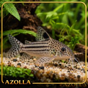 Júlia páncélosharcsa – Corydoras julii