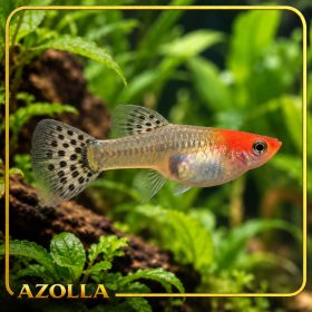Piros fejű nőstény guppi – Poecilia reticulata