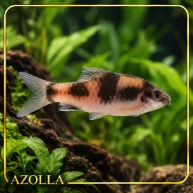Panda márna – Haludaria fasciata