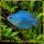 Kobalt gurámi – Trichogaster lalius „Cobalt”