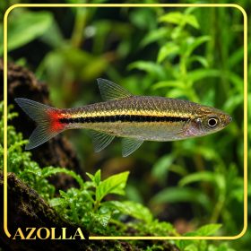 Sziámi razbóra – Rasbora borapetensis