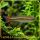 Sziámi razbóra – Rasbora borapetensis