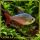 Kolumbiai lazac – Hyphessobrycon columbianus