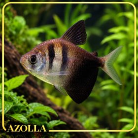 Fekete tetra – Gymnocorymbus ternetzi